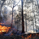 Illustration for article titled Australias Terrifying Bushfires Remind Us Climate Change Is Here